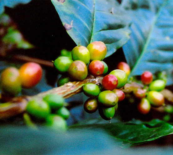 How Does Elevation Affect the Taste of Coffee?
