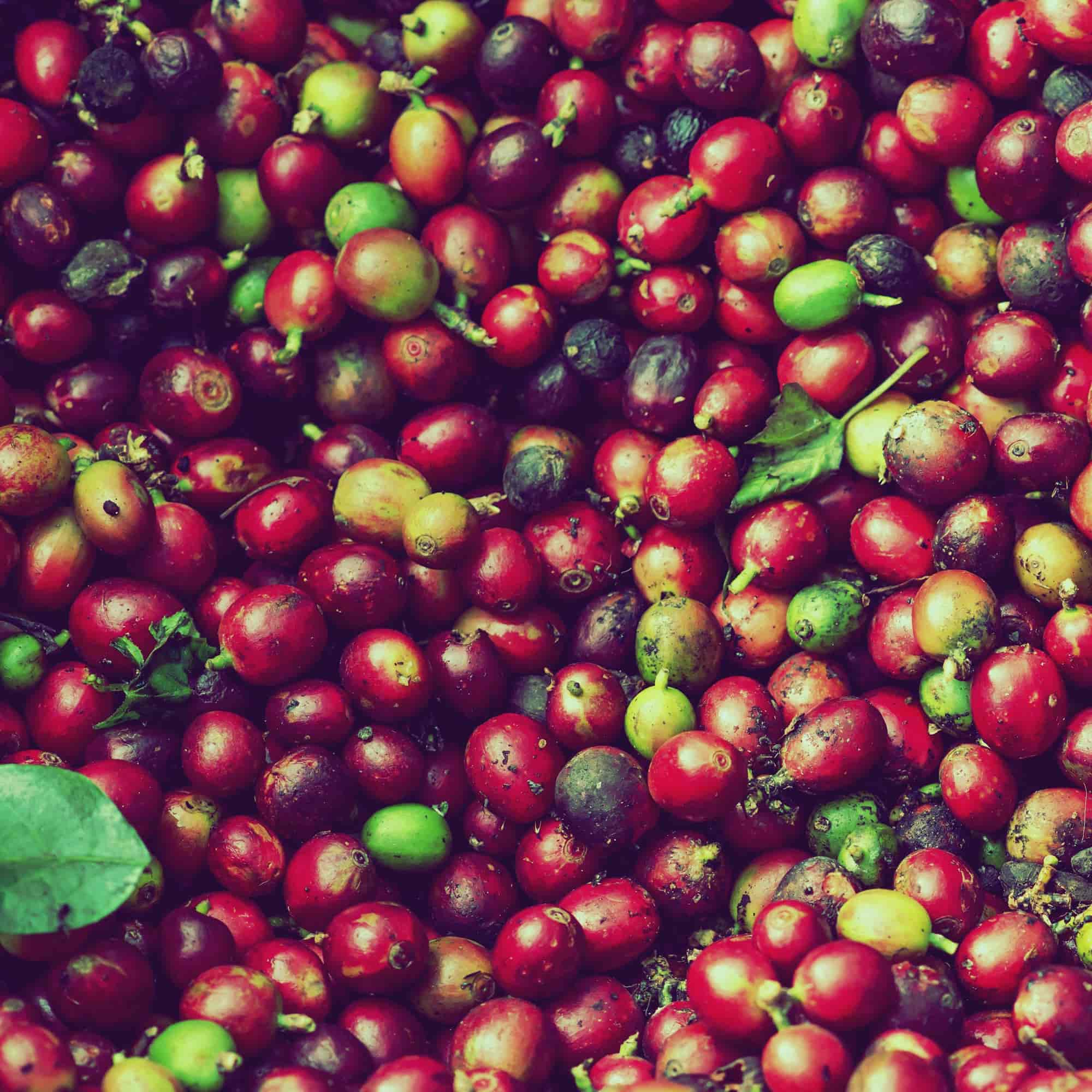 How Coffees from Different Parts of the World Taste — And How We Roast Them