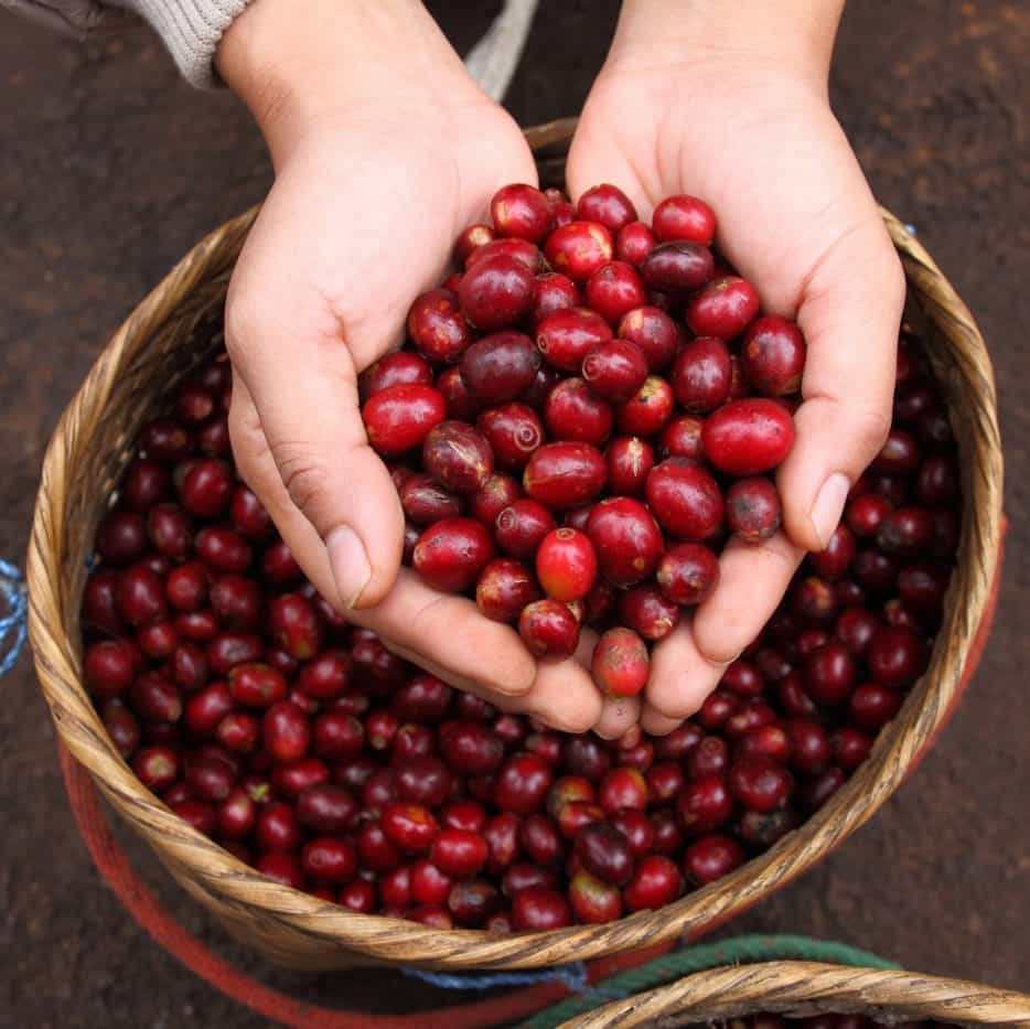 Coffee Varietals: Typica, Bourbon and Three Derivations of Them from Brazil
