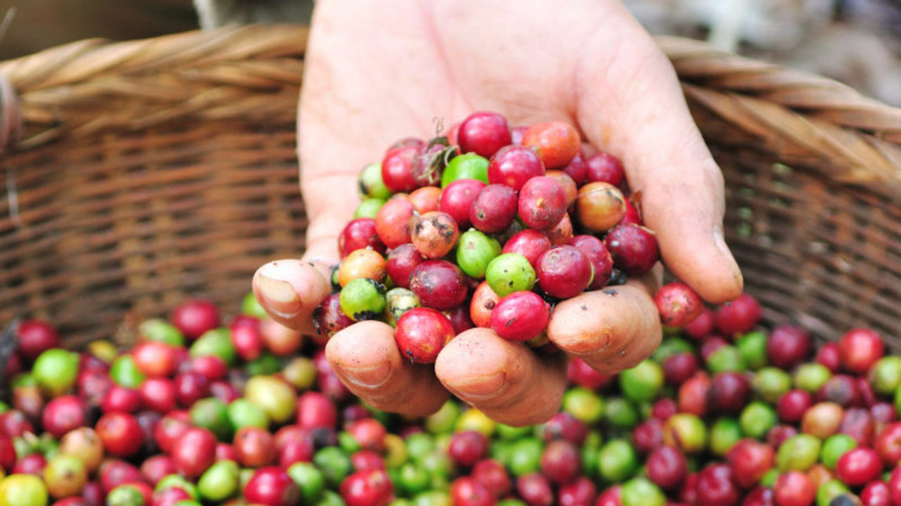 How to Harvest Coffee Beans 