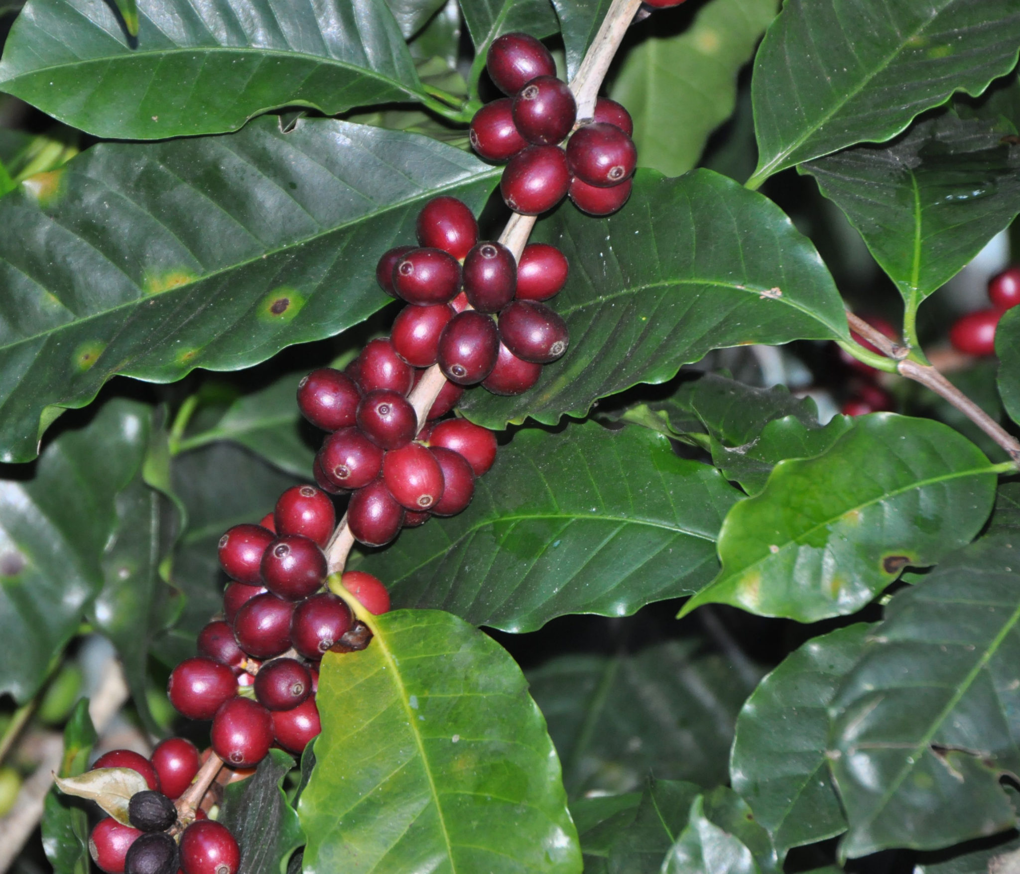 Mexican coffee - Chiapas Finca Nueva Linda | Driftaway Coffee