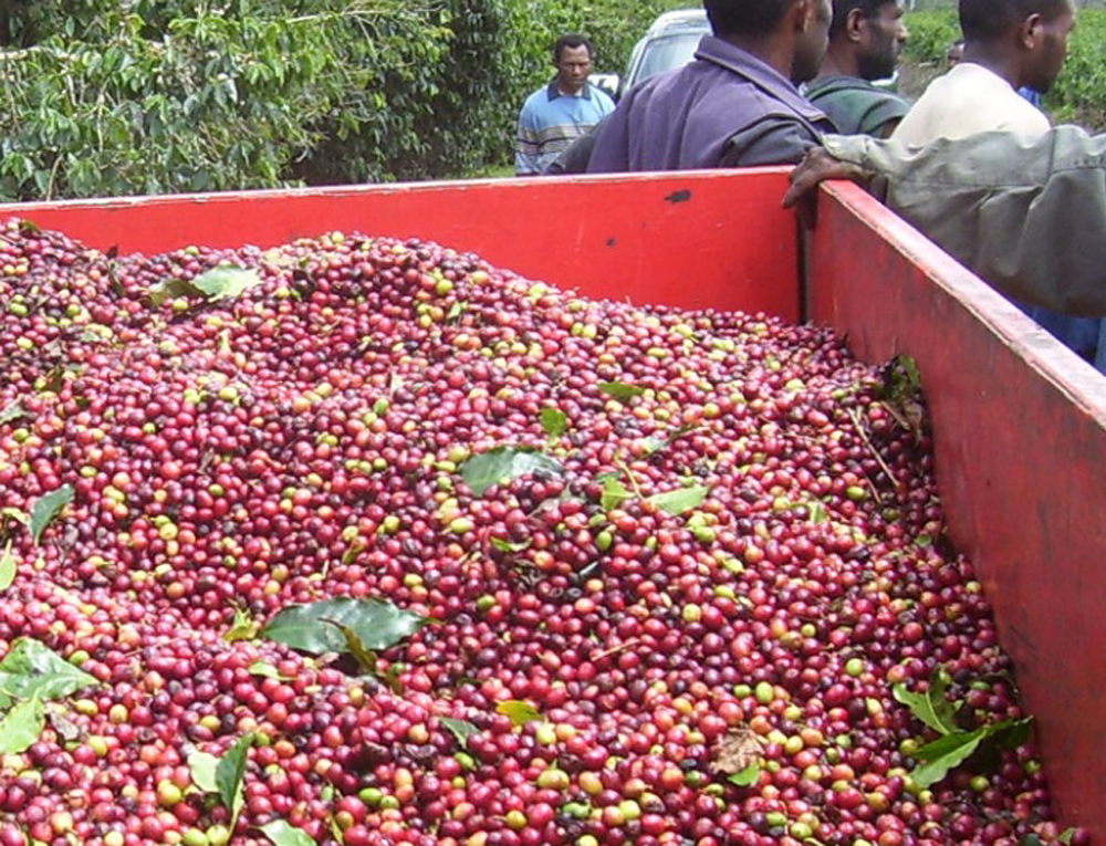 Papua New Guinea Coffee Western Highlands Driftaway Coffee   PNG Kimel 