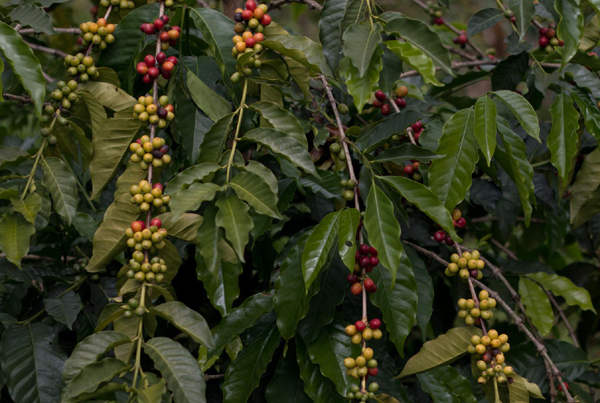 CCR | Colombia Inzá Cauca CCR | Colombia Inzá Cauca