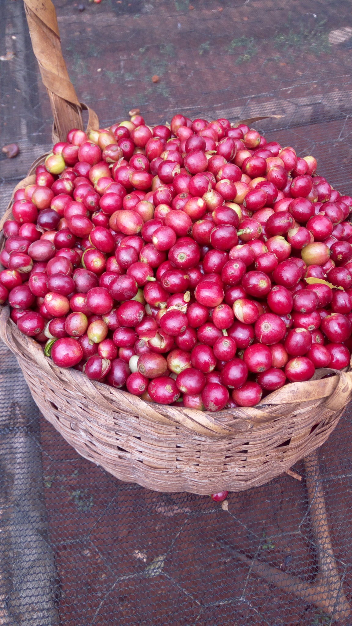 Basket-of-ripe-red-cherry