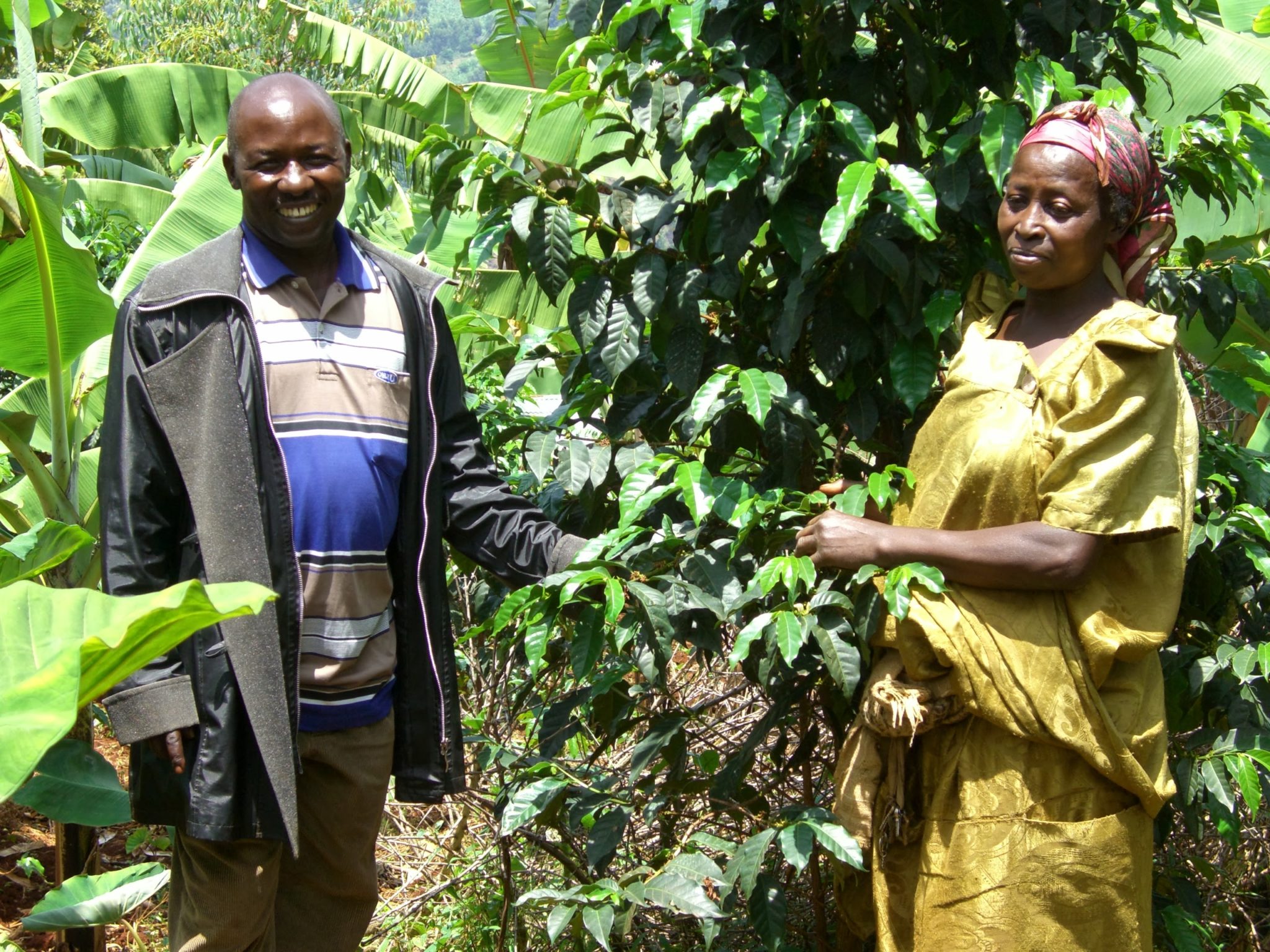 Coffee farmers with coffee tree