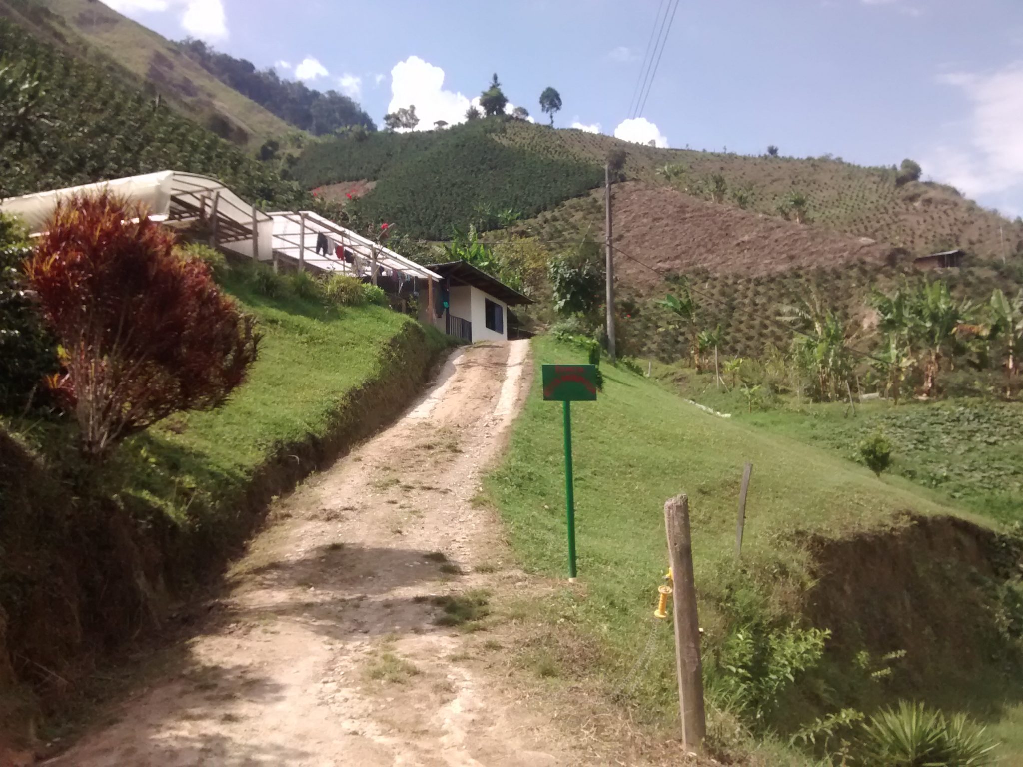 Coffee farm road to the processing station and office