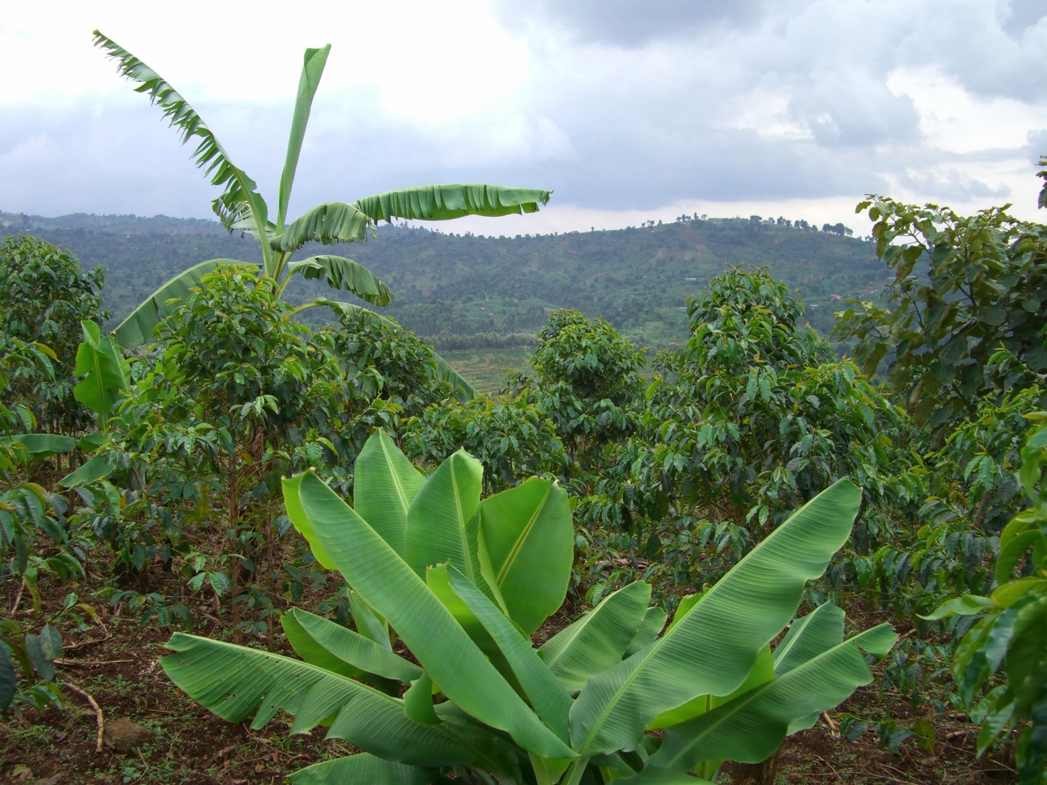 Coffee farm landscape