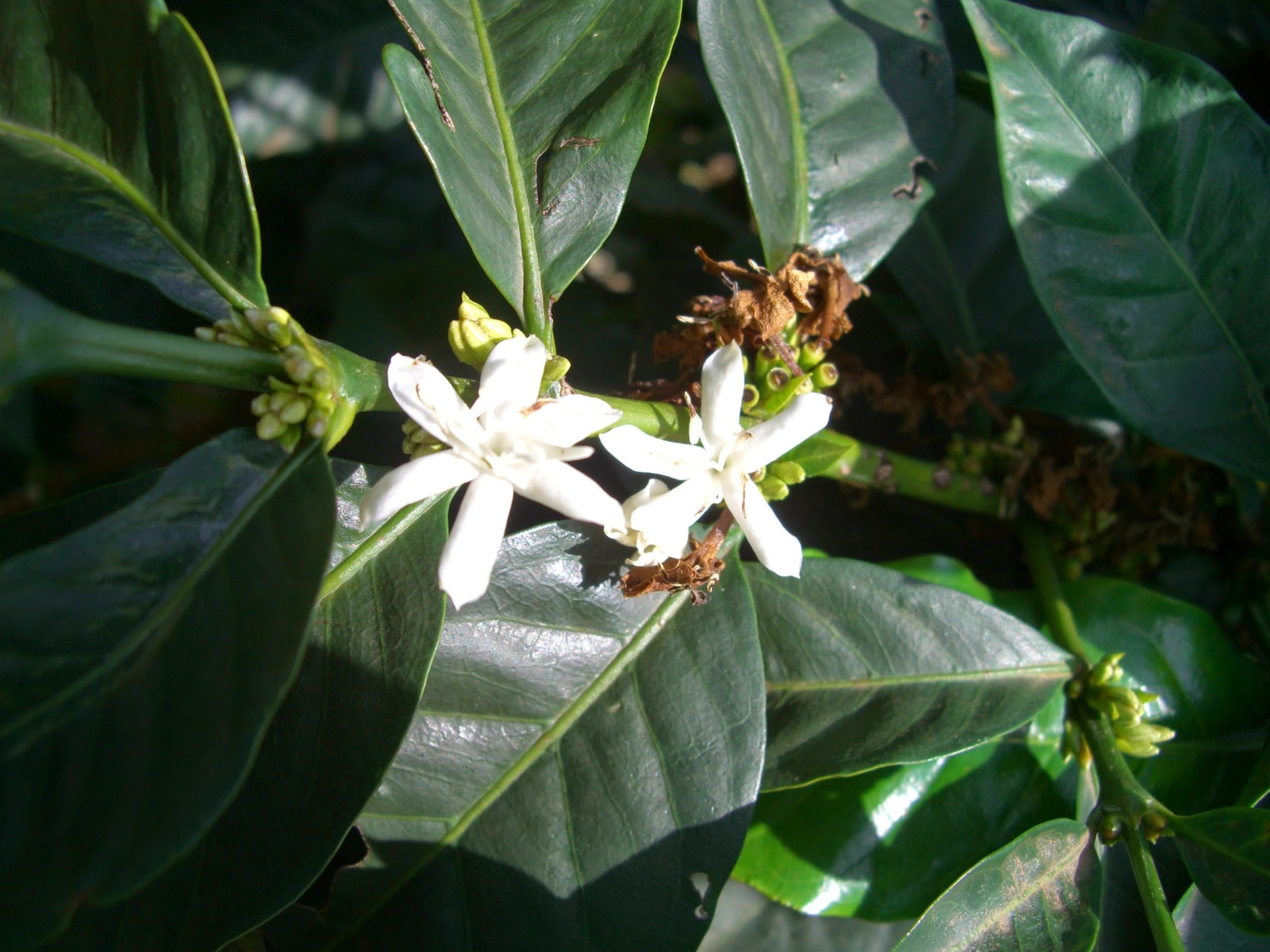 Flower of coffee plant