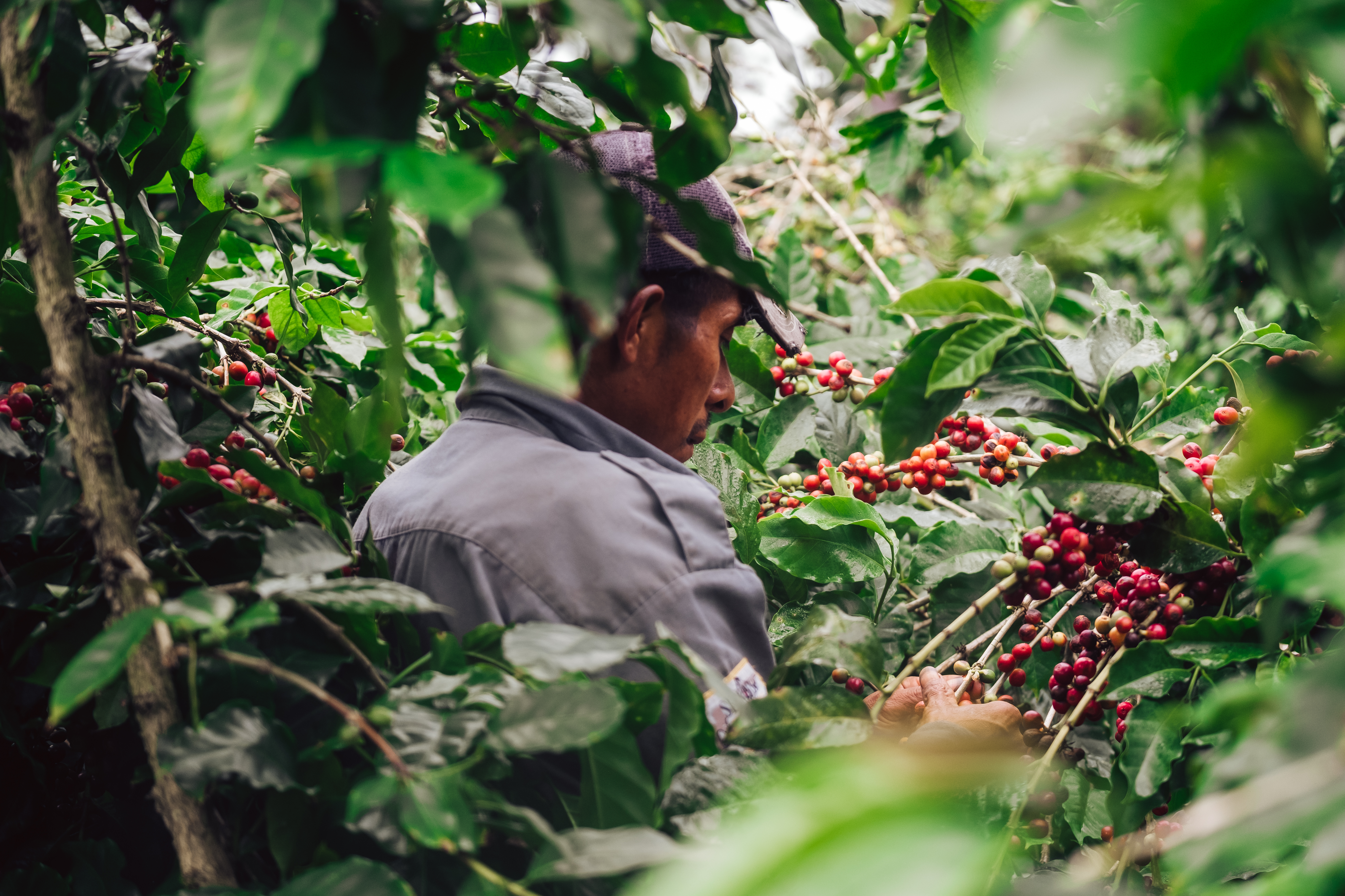 Copy of Coffee Picker
