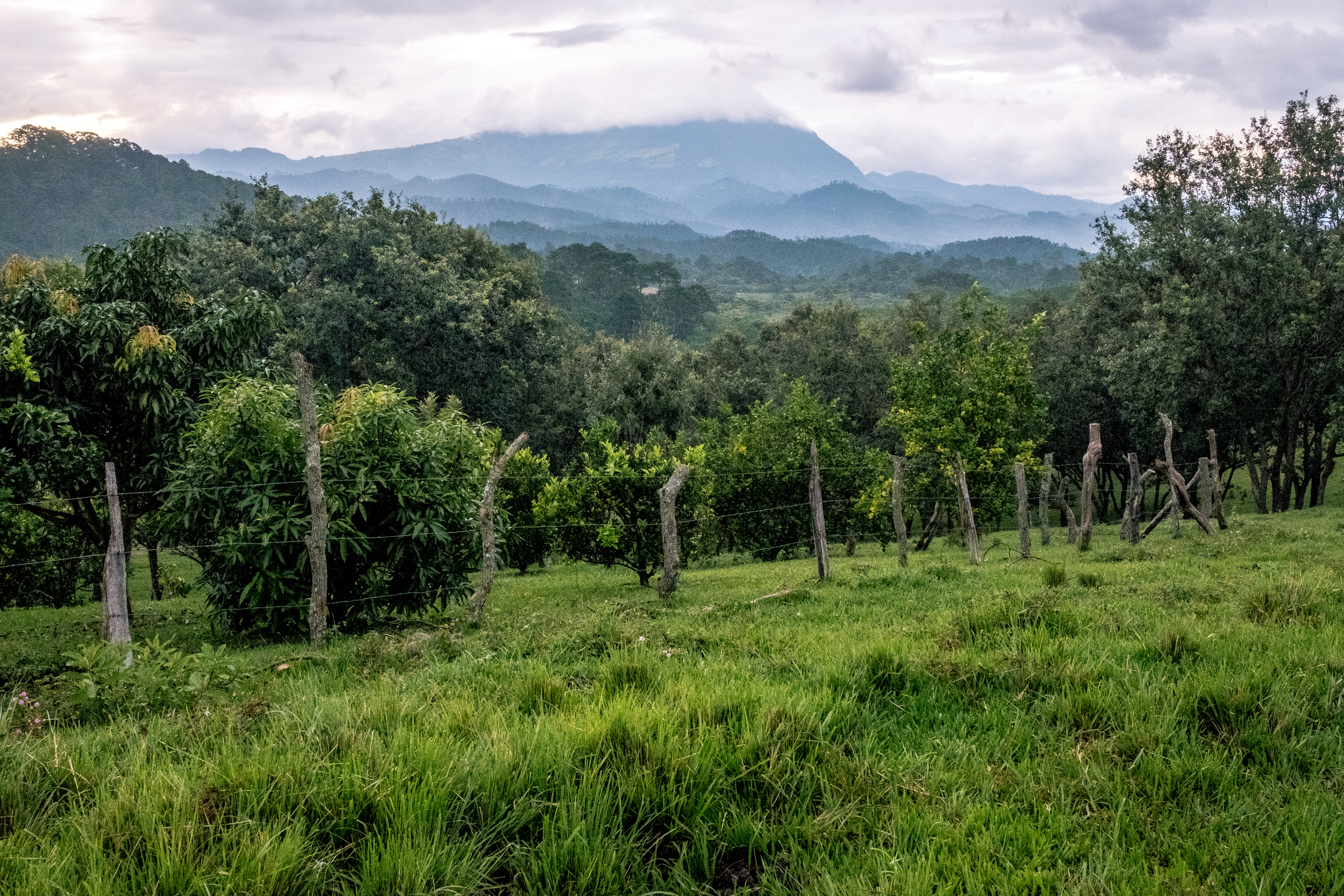 Copy of Rolling Hills at Finca T