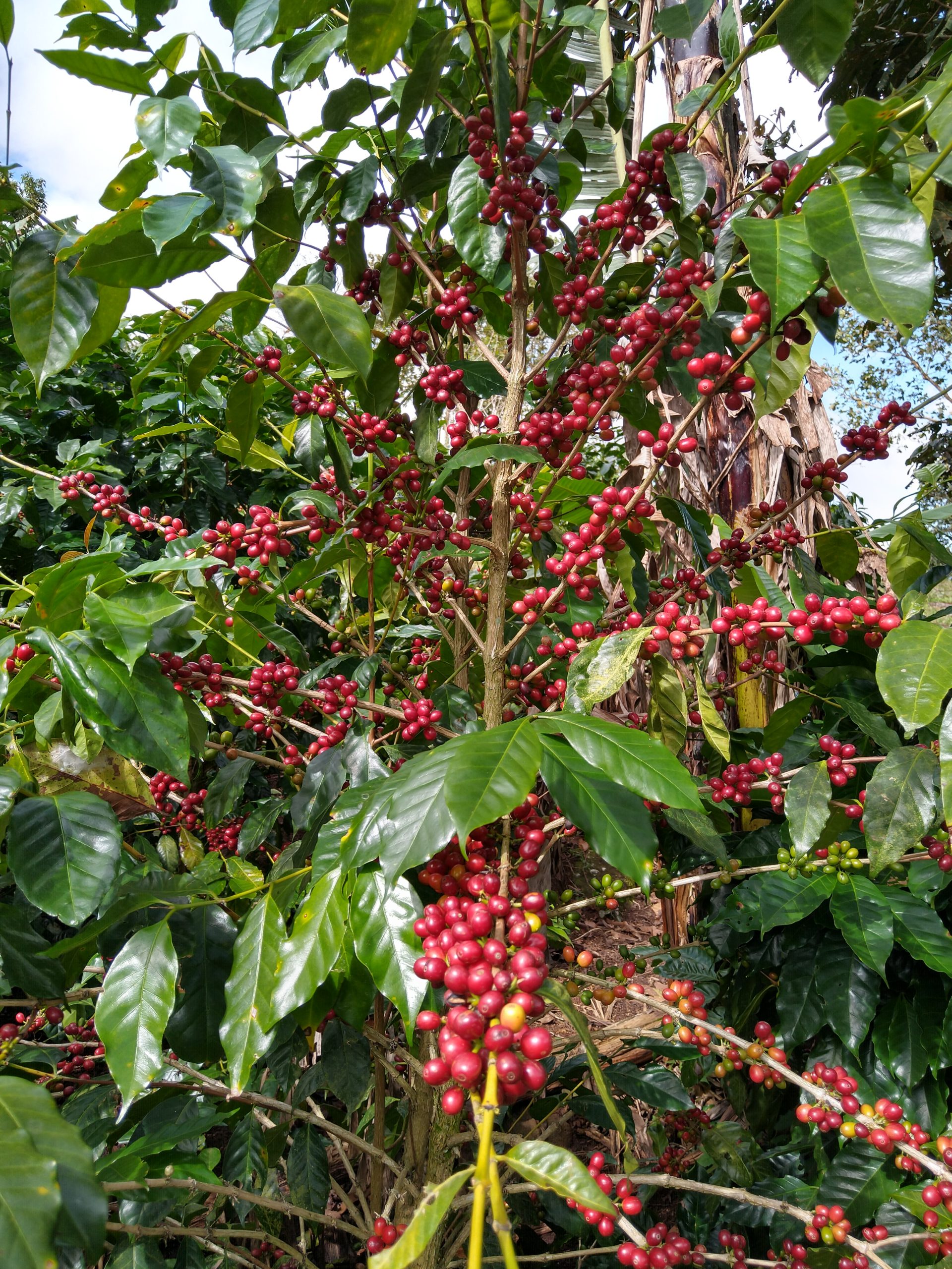 HSA Honduras Siguatepeque Cerro Azul Driftaway Coffee