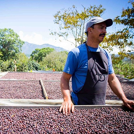 Photo of coffee farmer with coffee cherries drying