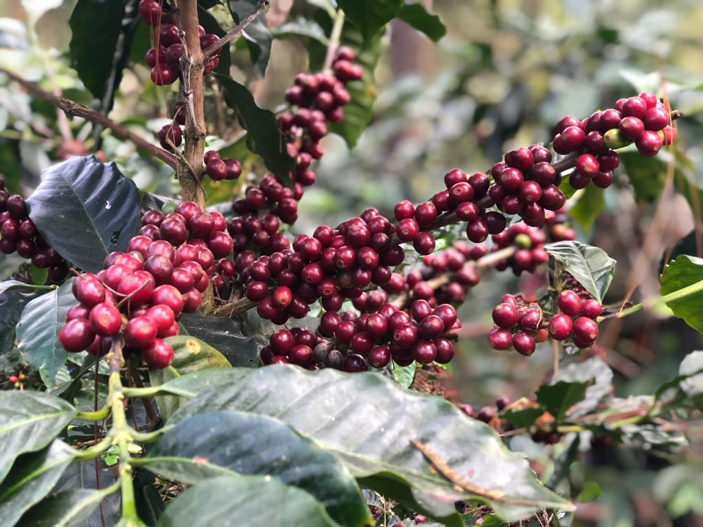coffee harvest