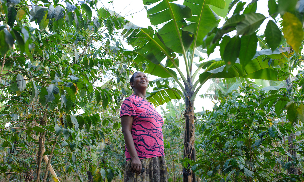 Chekwoti Janet in her coffee and banana plantation. 
Inter-cropping of bananas and coffee is a common practice in the whole region. 
Photo: Jjumba Martin / Mountain Harvest