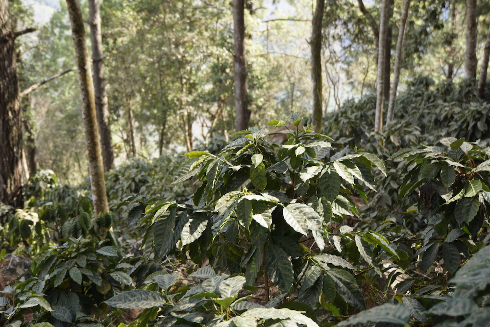 Coffee trees in the forest