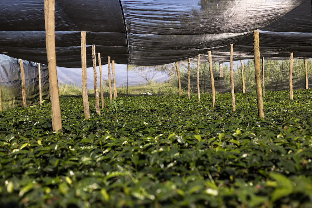 Coffee nursery under shade