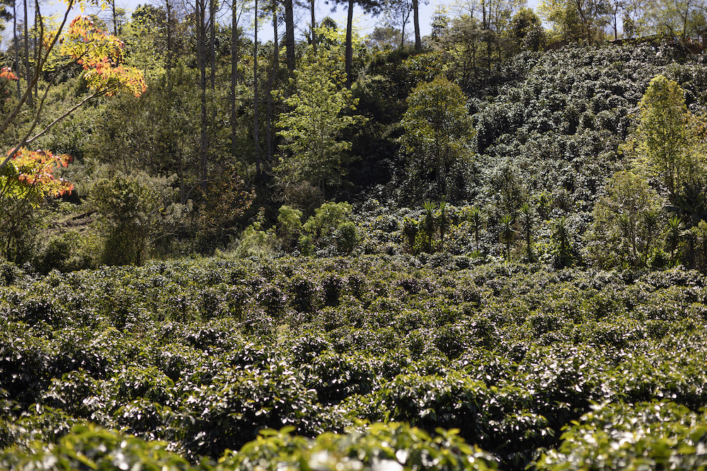 View of Finca Los Pinos