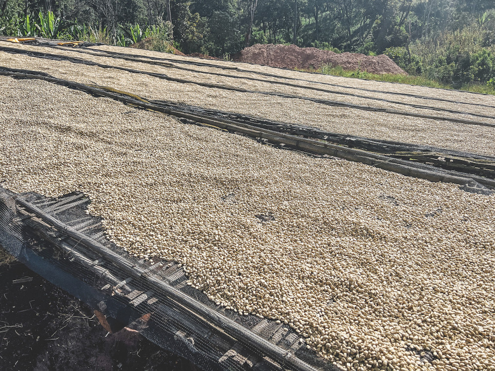 Close-up of washed coffee on a raised drying bed