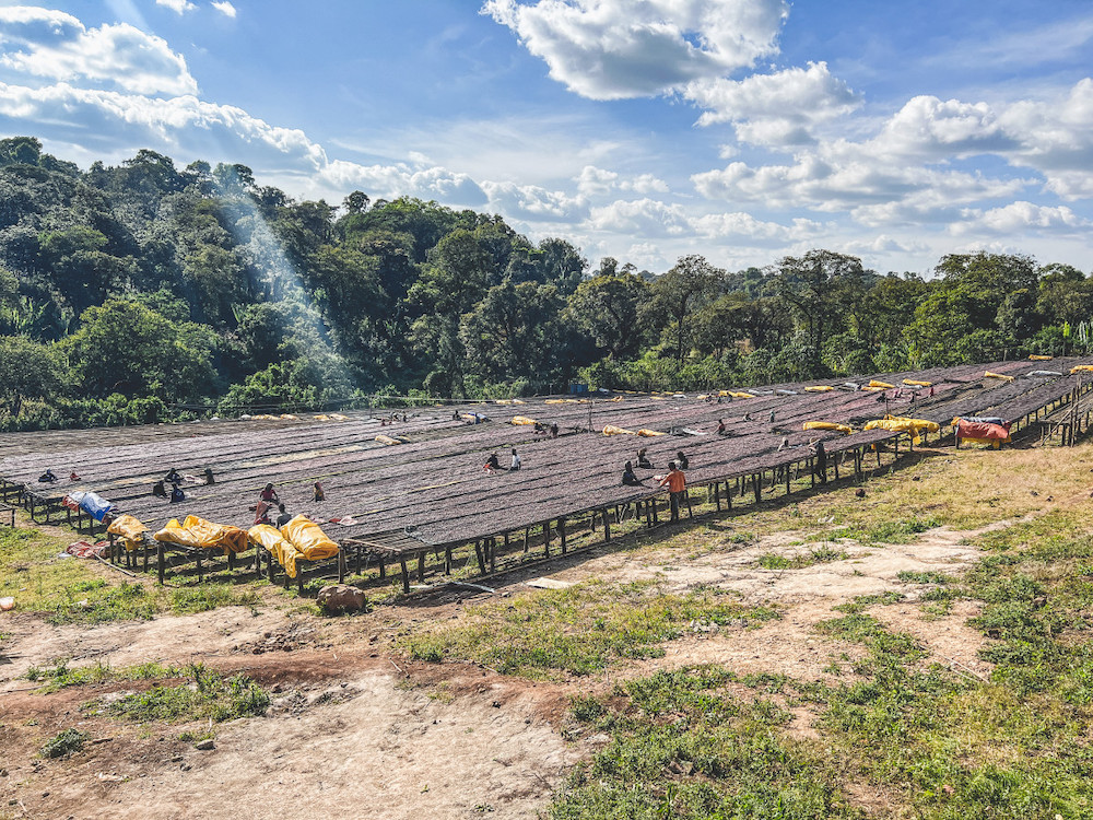 Drying tables at Wessi Washing Station