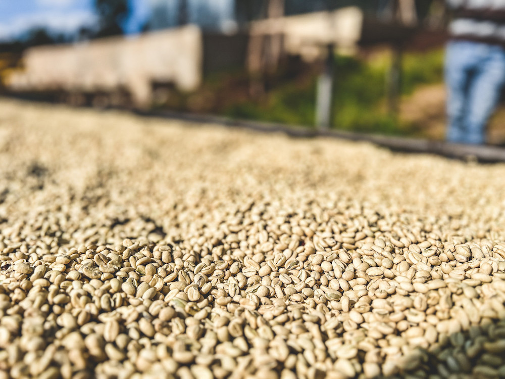 Washed coffee seeds